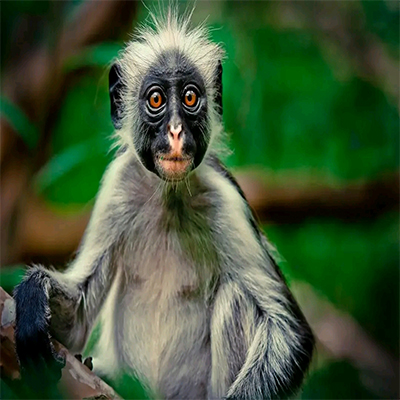 Arusha National Park